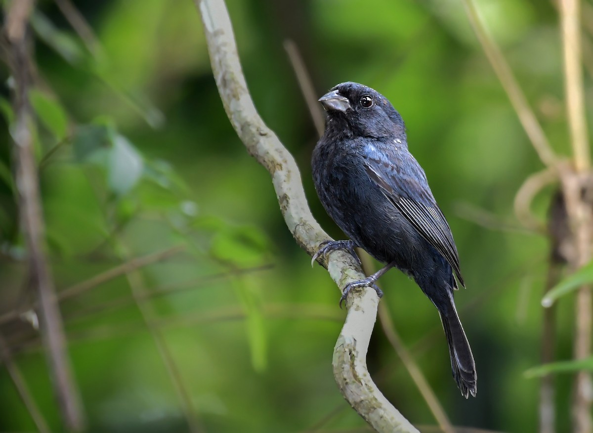 Blackish-blue Seedeater - ML169564101