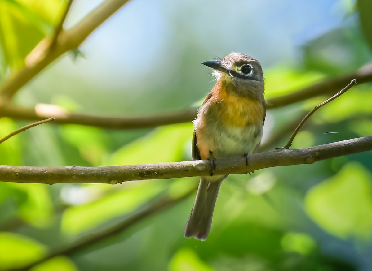 Rusty-breasted Nunlet - ML169564271