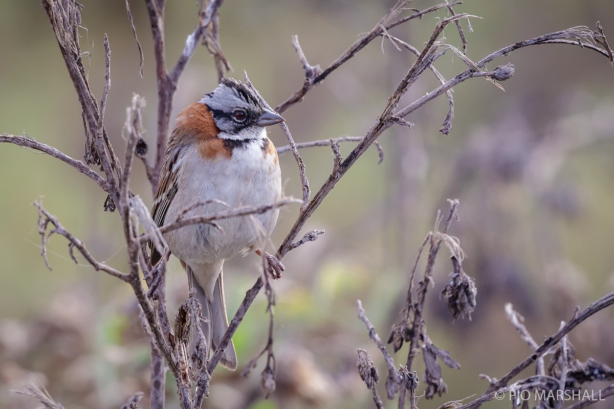 Rufous-collared Sparrow - ML169564541