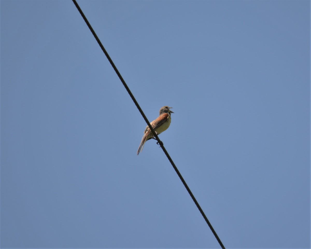 Dickcissel d'Amérique - ML169565181