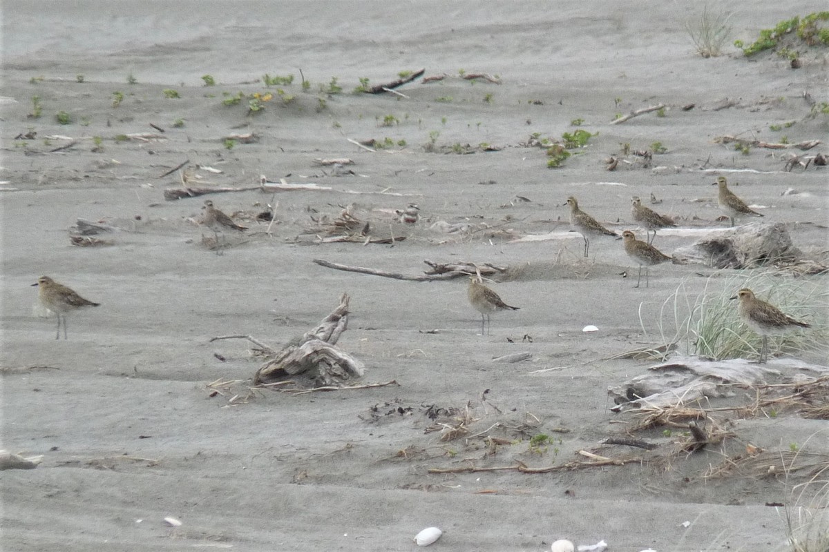 Pacific Golden-Plover - Peter D