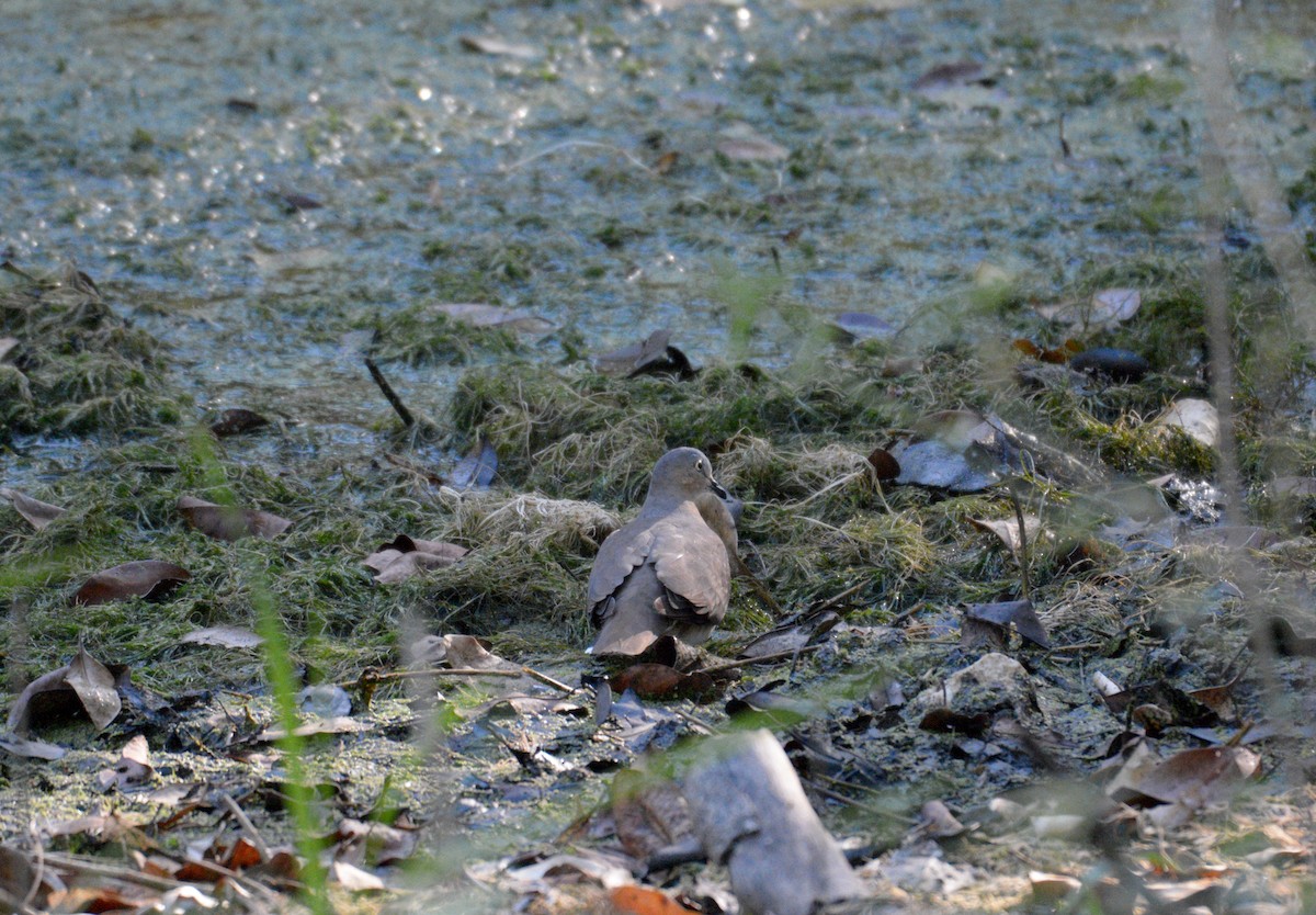 holub šedohlavý (ssp. plumbeiceps/notia) - ML169566901
