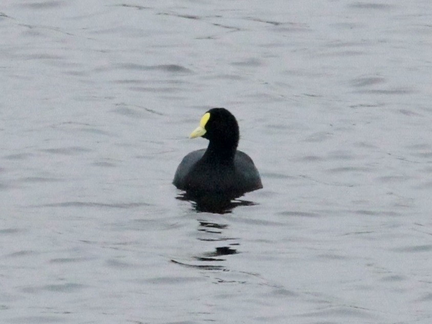 White-winged Coot - ML169567091