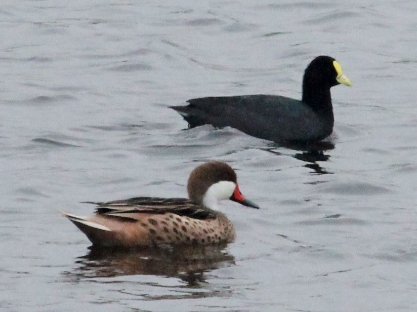 Foulque leucoptère - ML169567121