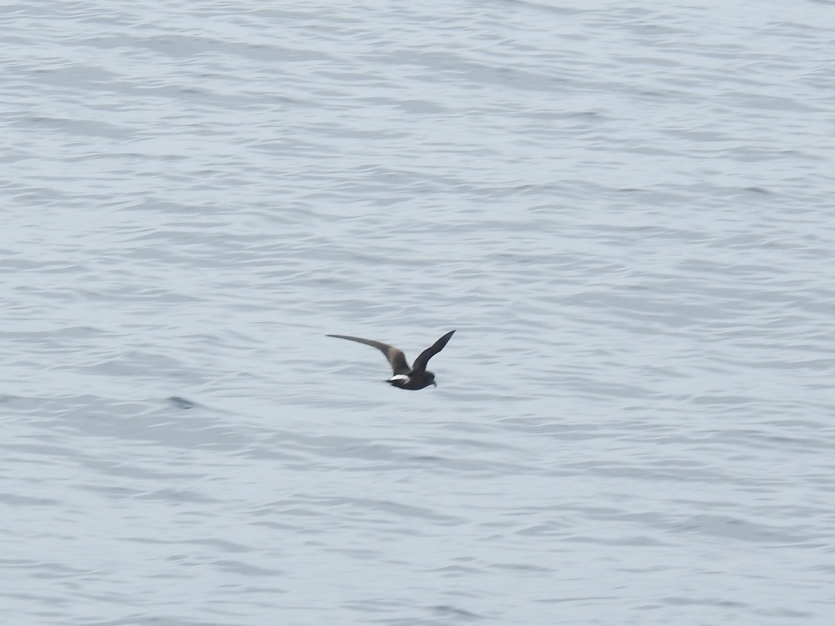 Townsend's Storm-Petrel - ML169568311