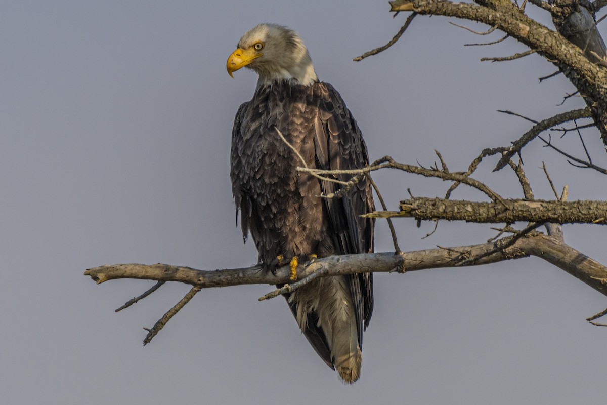 Bald Eagle - ML169569481