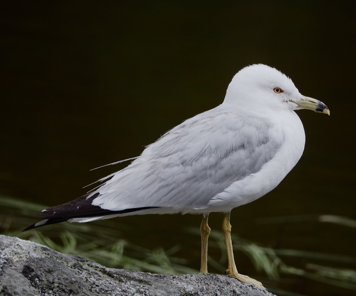 Ring-billed Gull - ML169569751