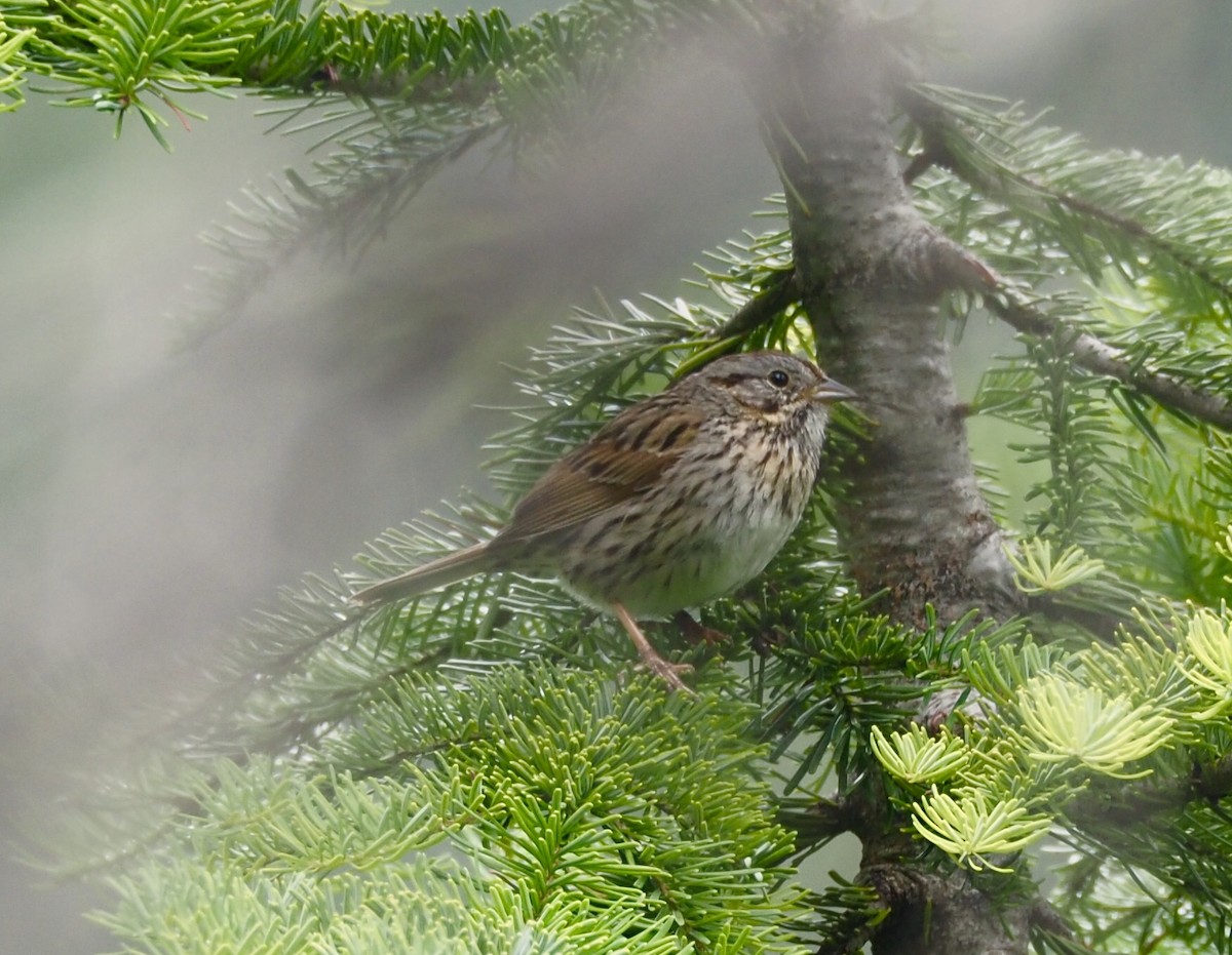 Lincoln's Sparrow - ML169569851