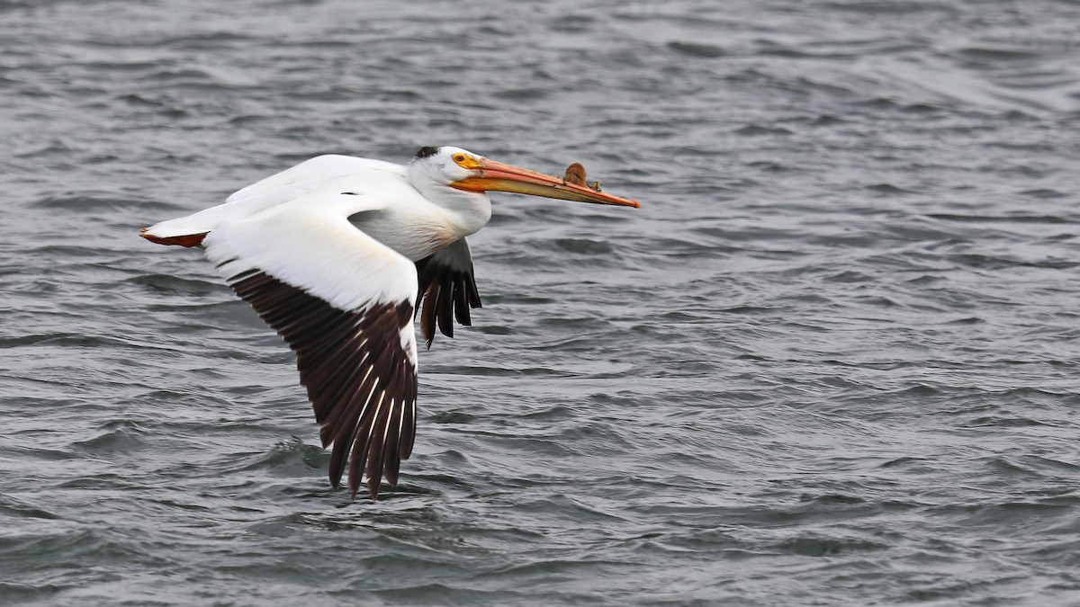 pelikán severoamerický - ML169570151