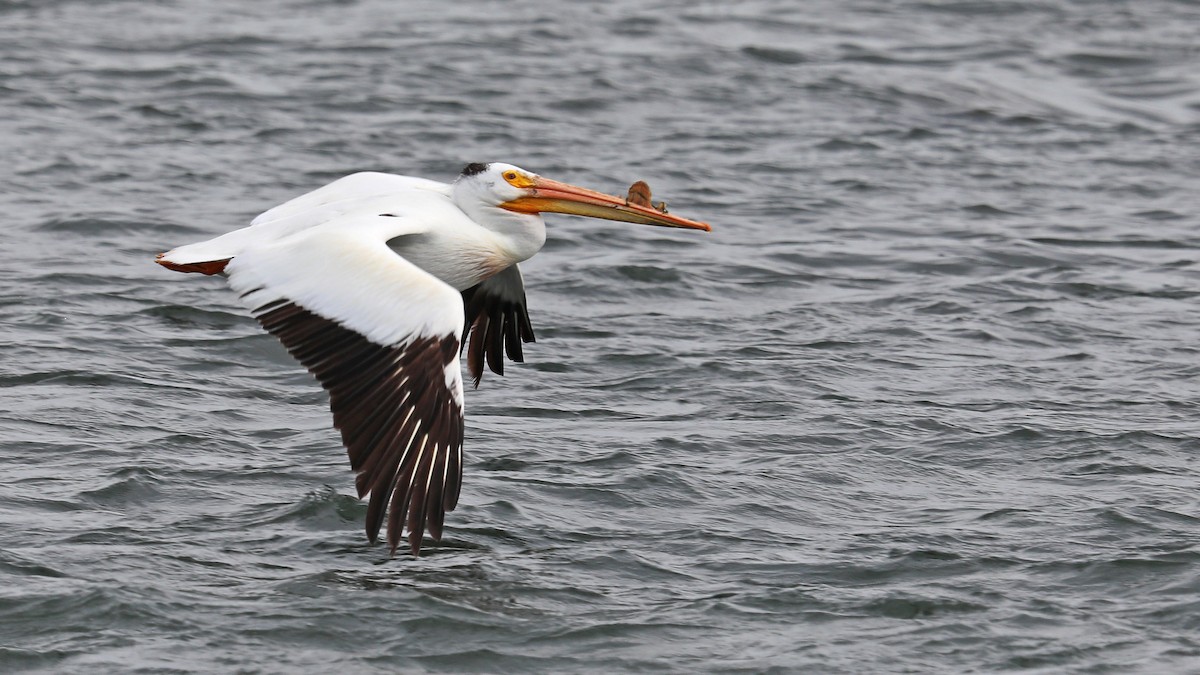 American White Pelican - Daniel Jauvin