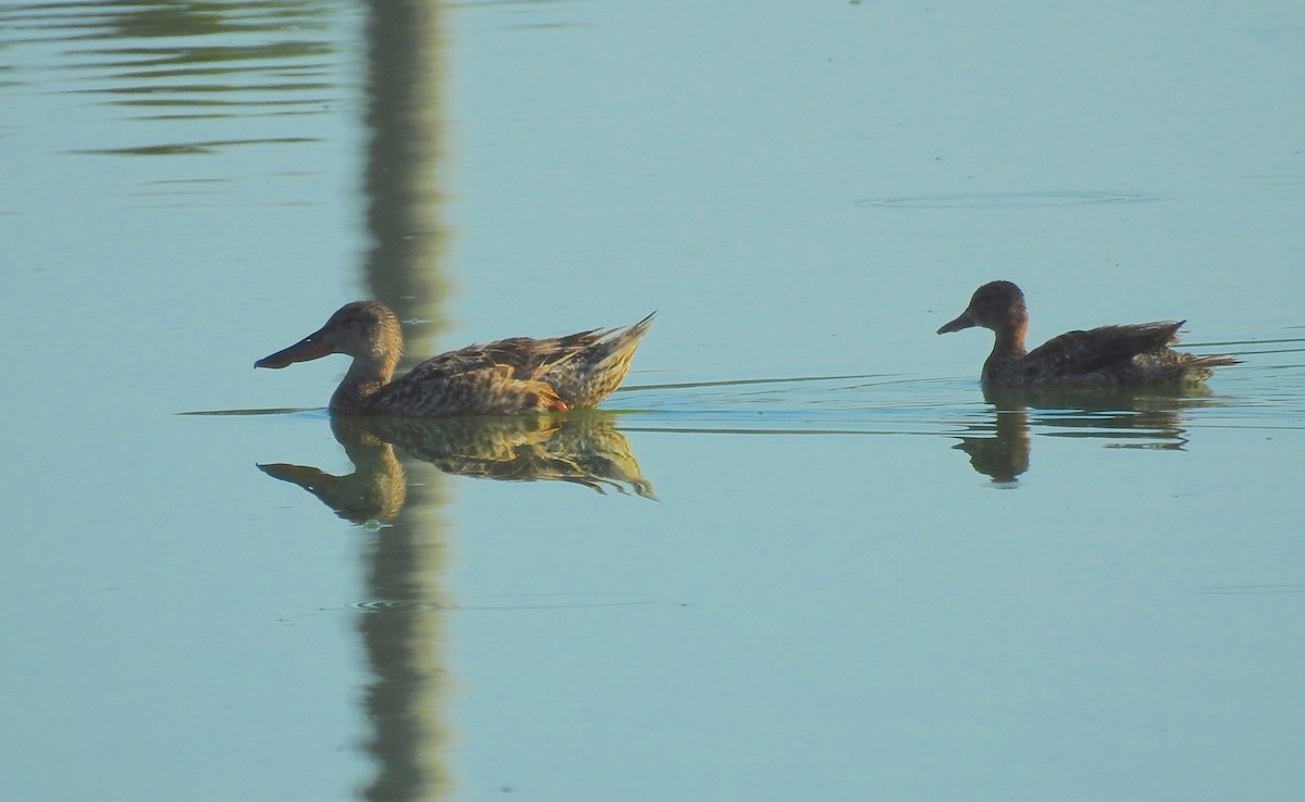 Northern Shoveler - ML169570361