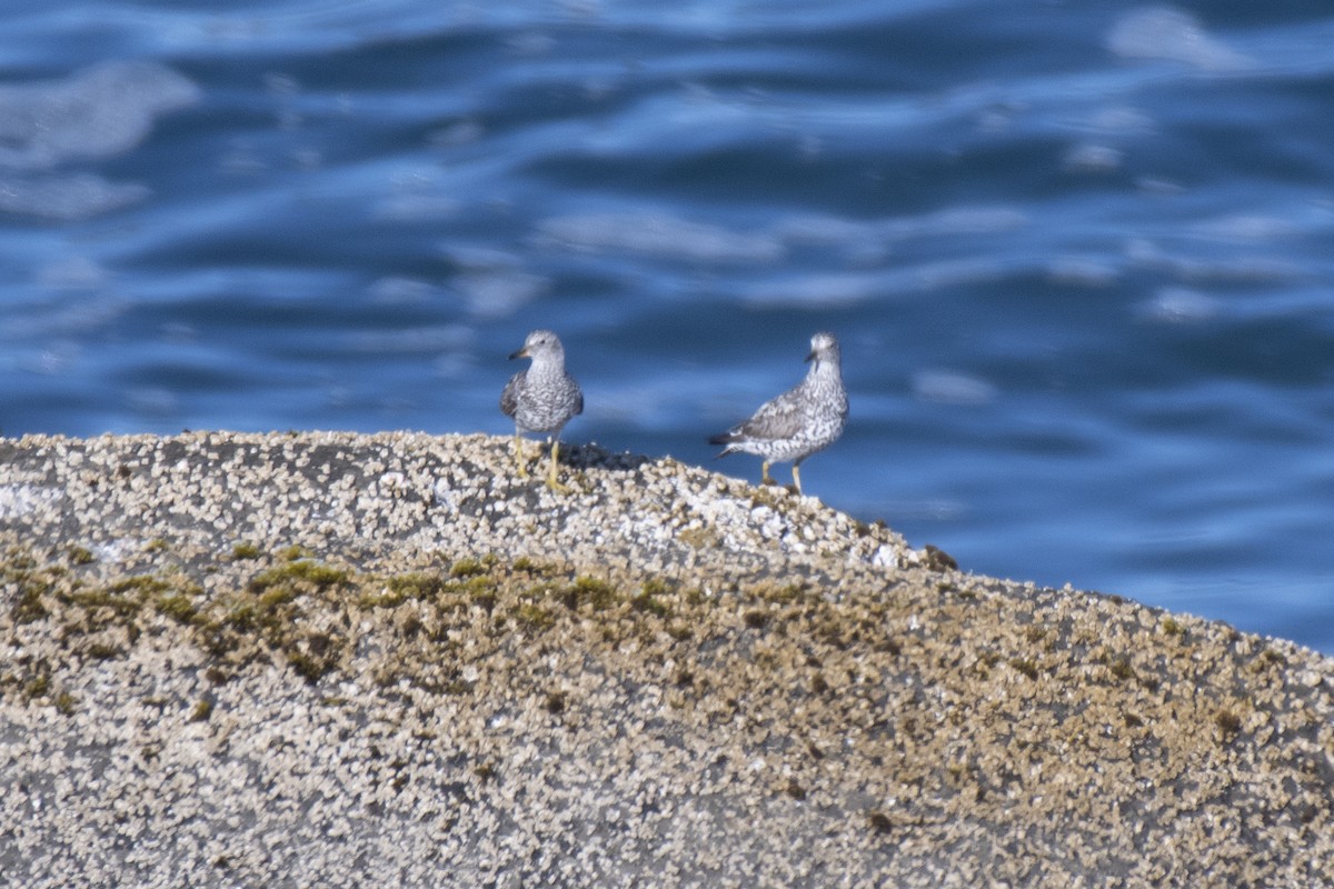 Surfbird - ML169570961