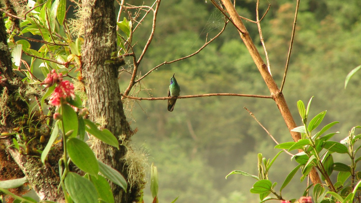 kolibřík modrouchý - ML169571441
