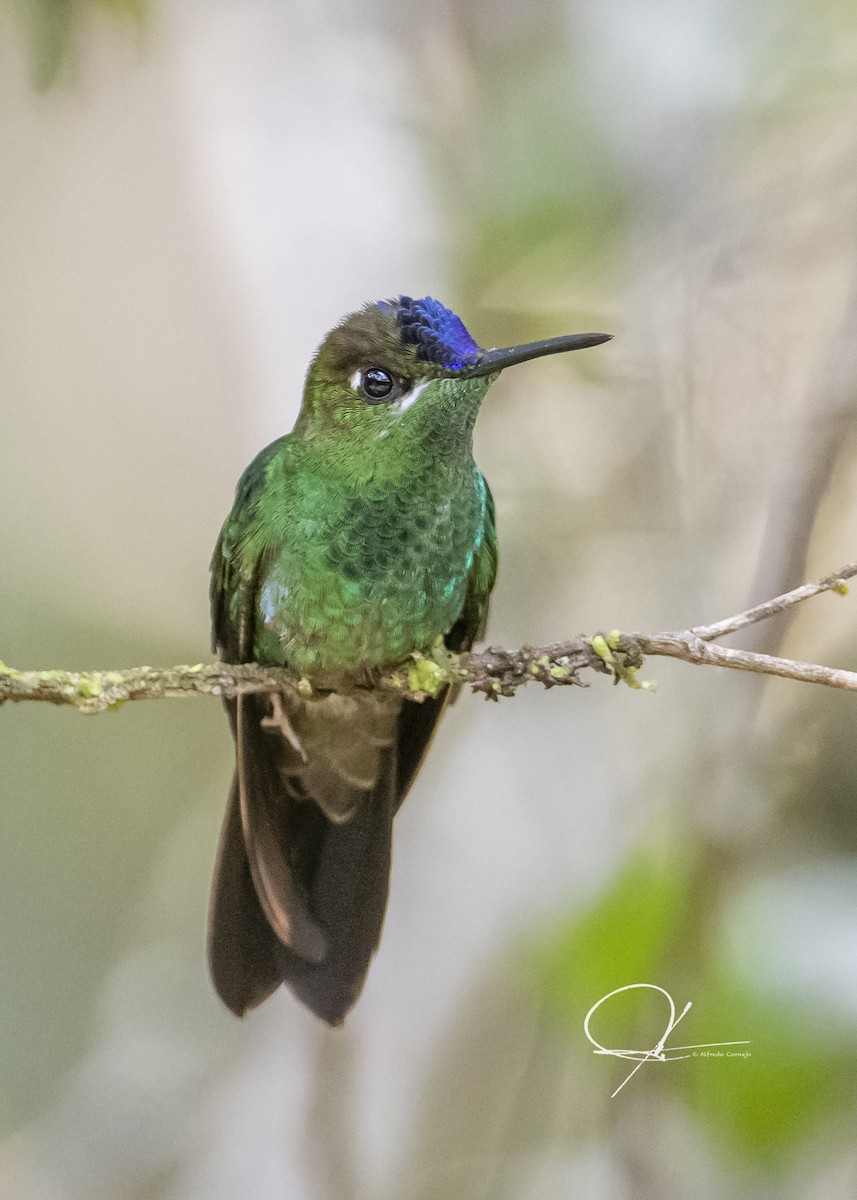 Violet-fronted Brilliant - Alfredo Cornejo