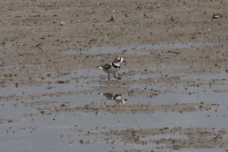 Piping Plover - ML169571841