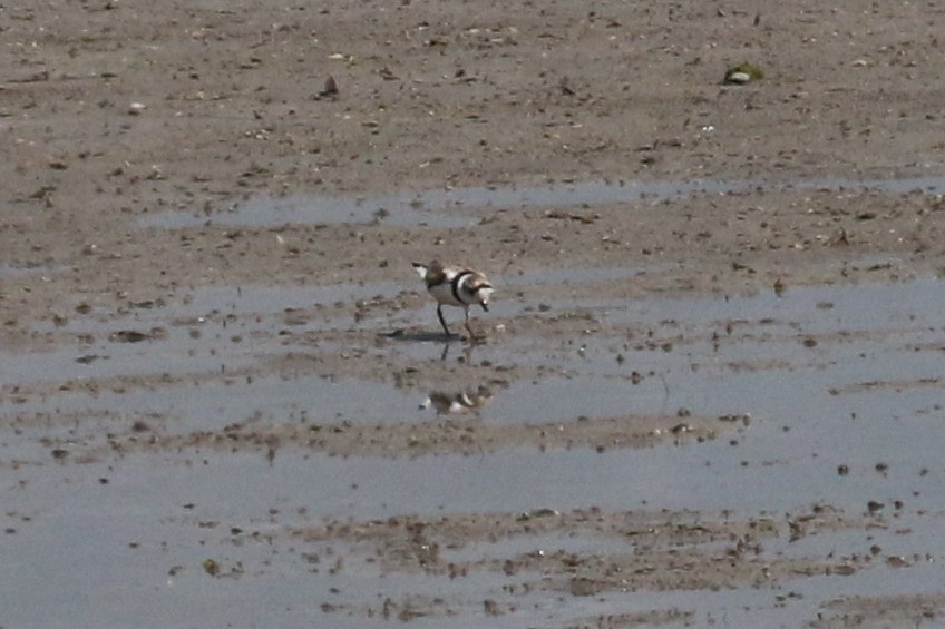 Piping Plover - ML169571851