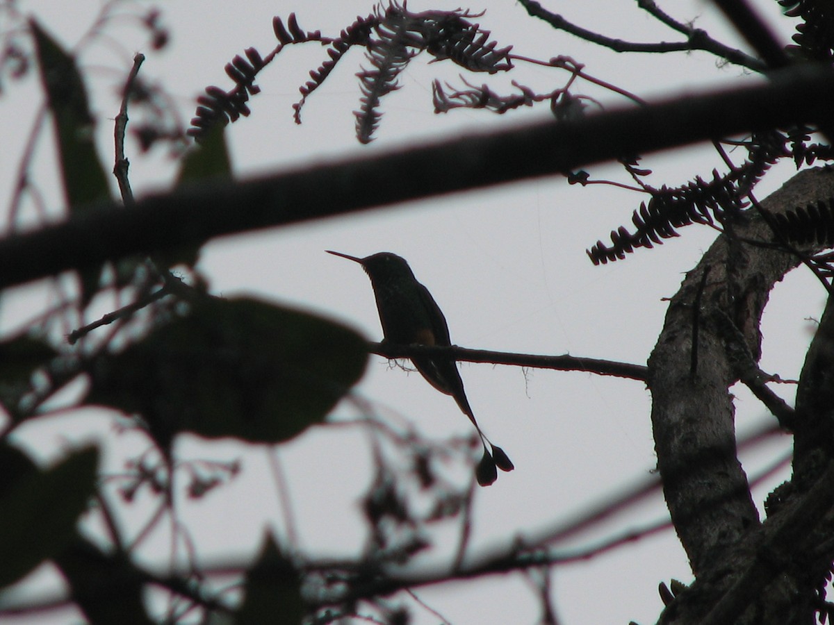 Rufous-booted Racket-tail - ML169571901