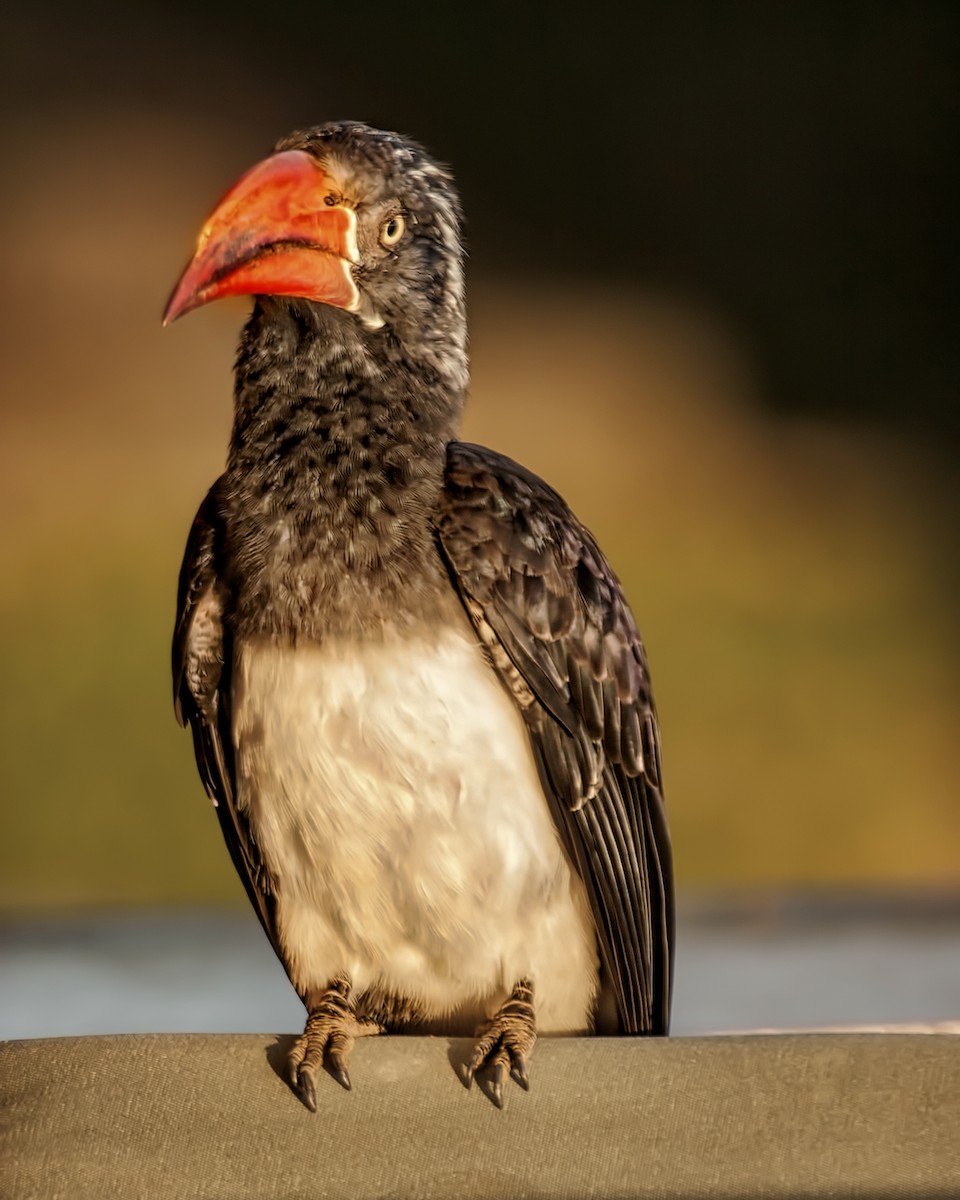 Crowned Hornbill - ML169571971