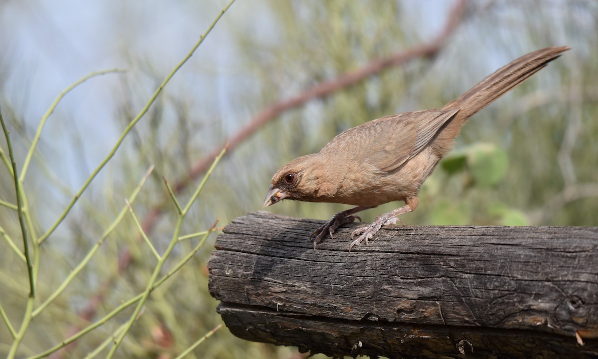 Abert's Towhee - ML169572351