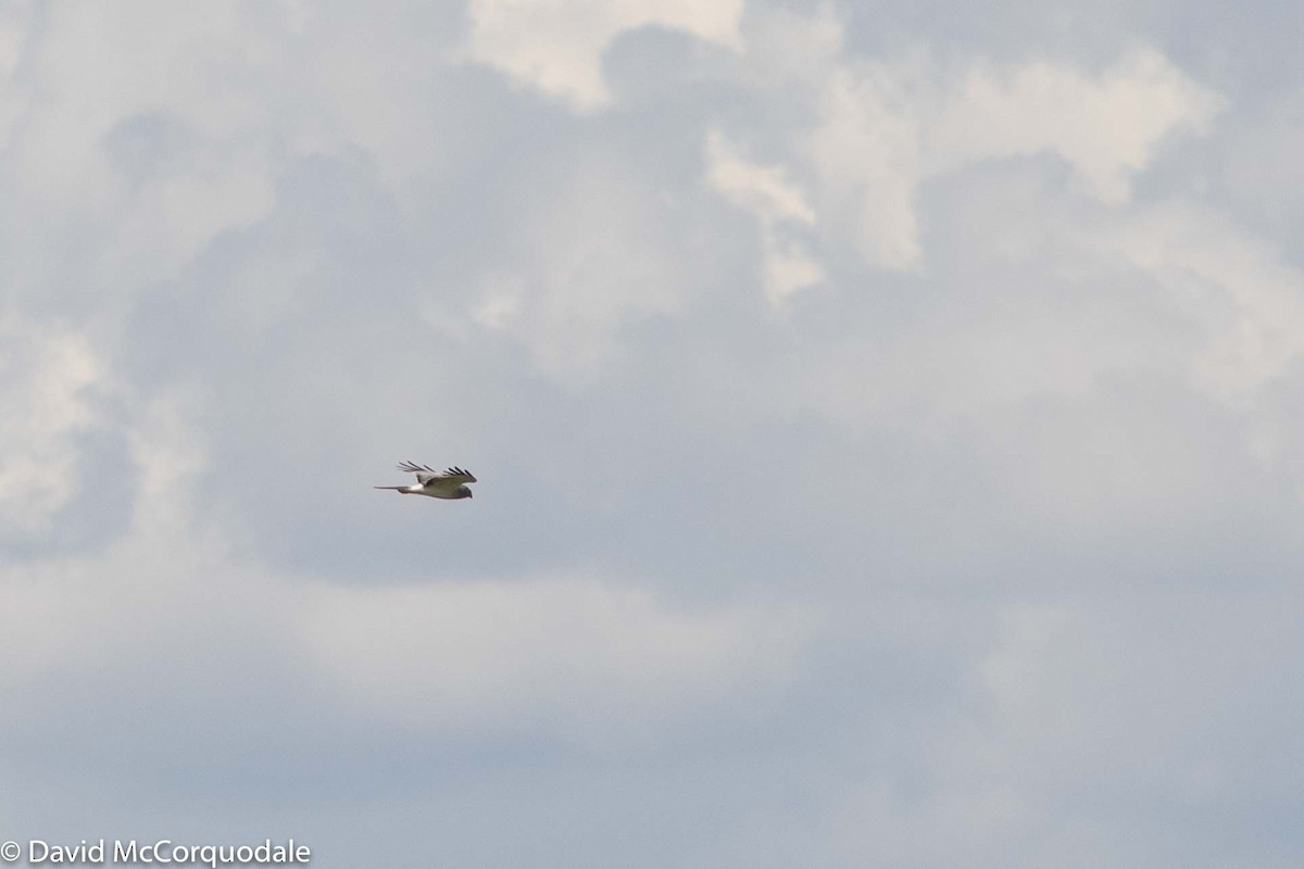 Northern Harrier - ML169572801