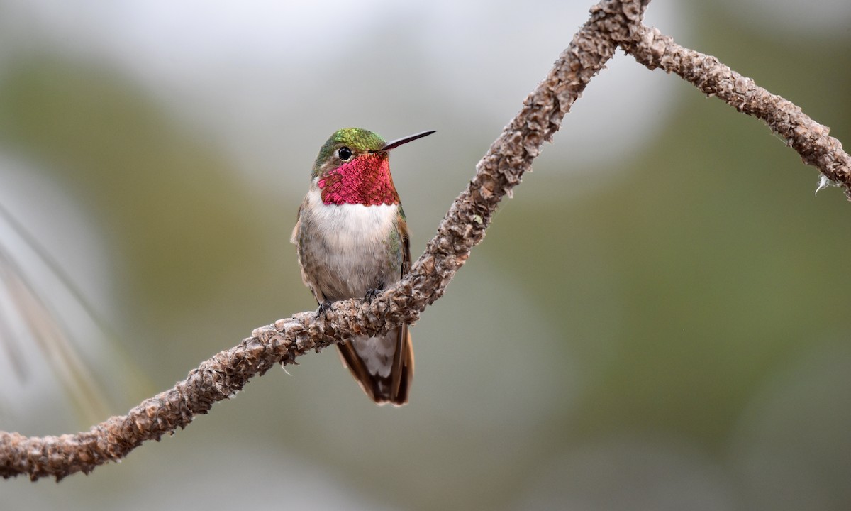 Broad-tailed Hummingbird - ML169573071