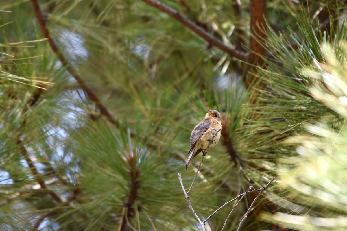 Buff-breasted Flycatcher - Nicolas Forestell