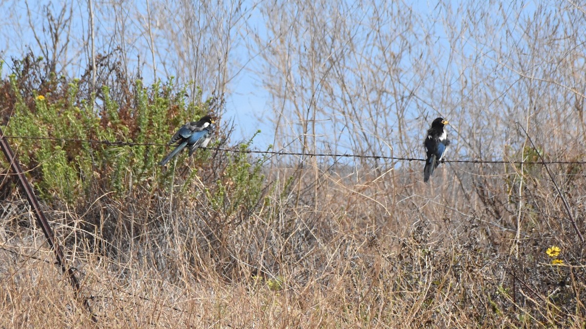 Yellow-billed Magpie - ML169576321