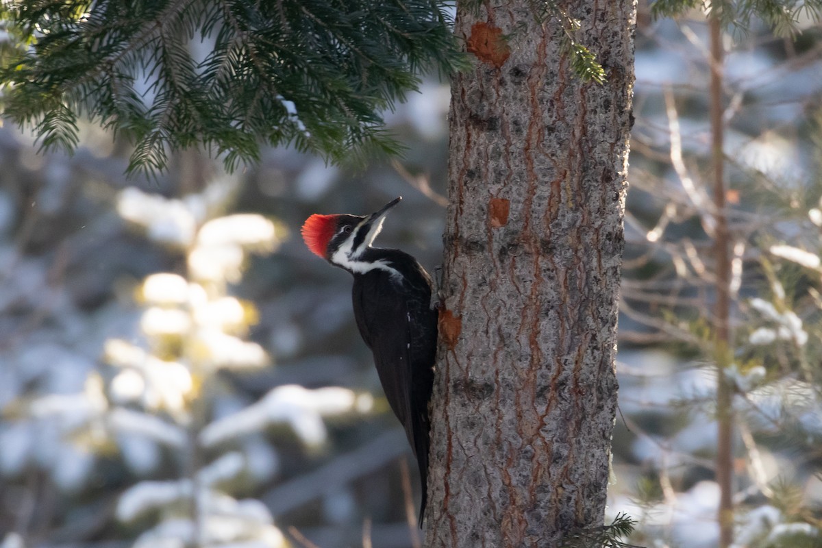 Pileated Woodpecker - ML169577091