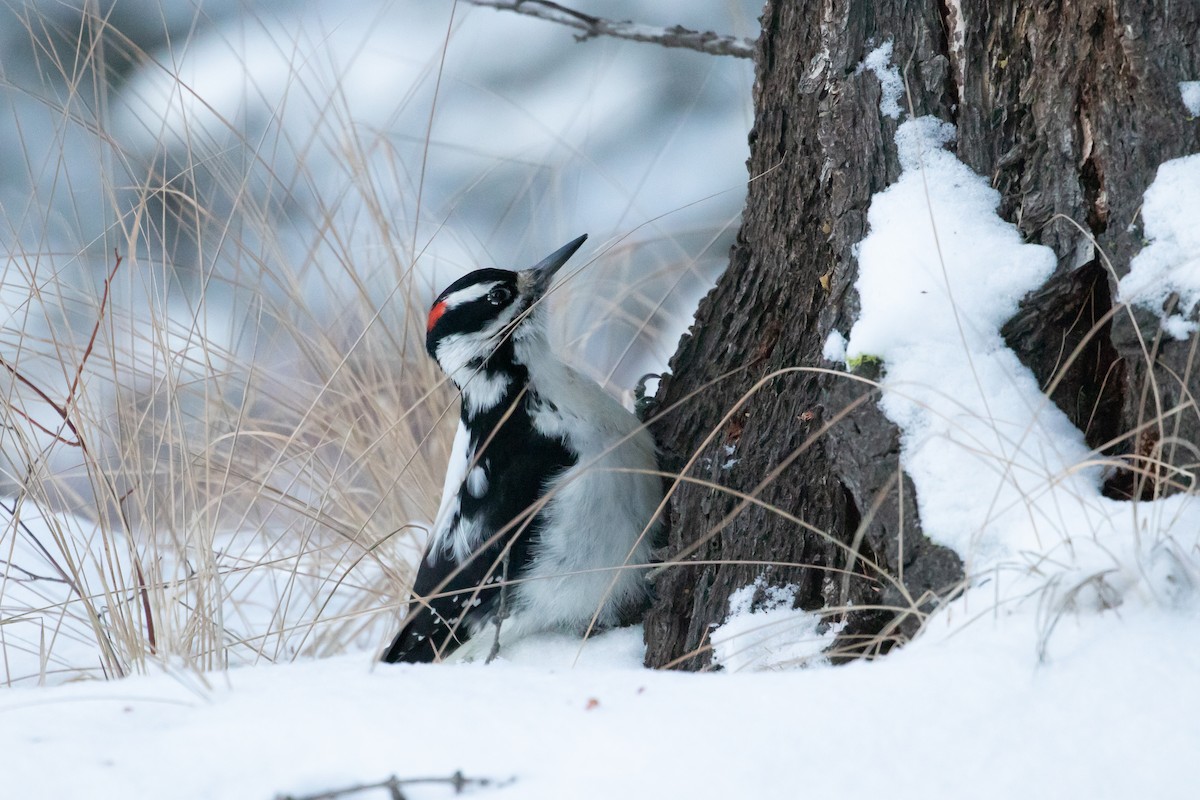 Hairy Woodpecker - ML169577121