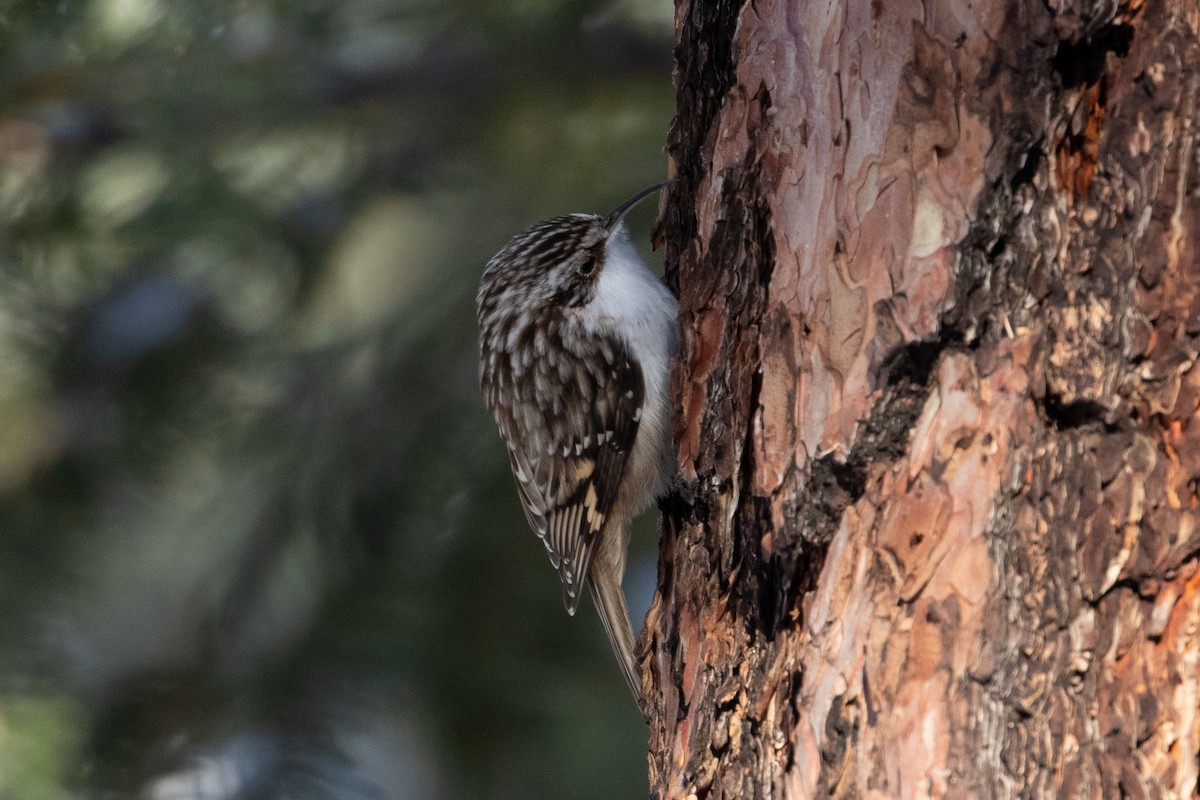 Brown Creeper - ML169577191