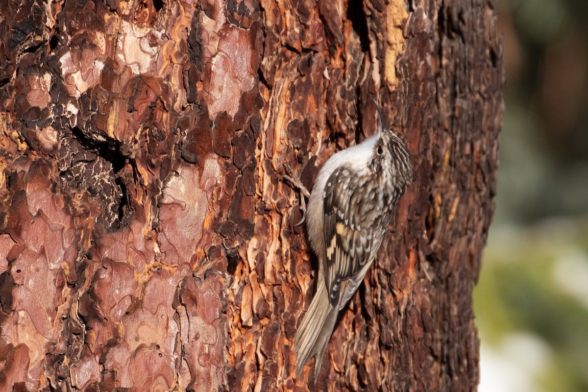 Brown Creeper - ML169577201