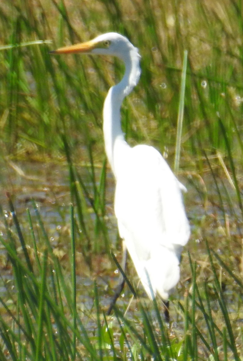 Medium/Plumed Egret - ML169578881