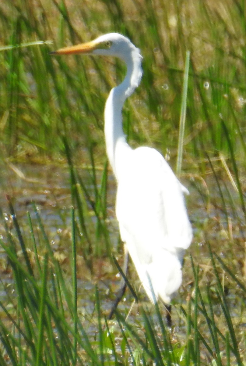 Intermediate Egret- - ML169578881