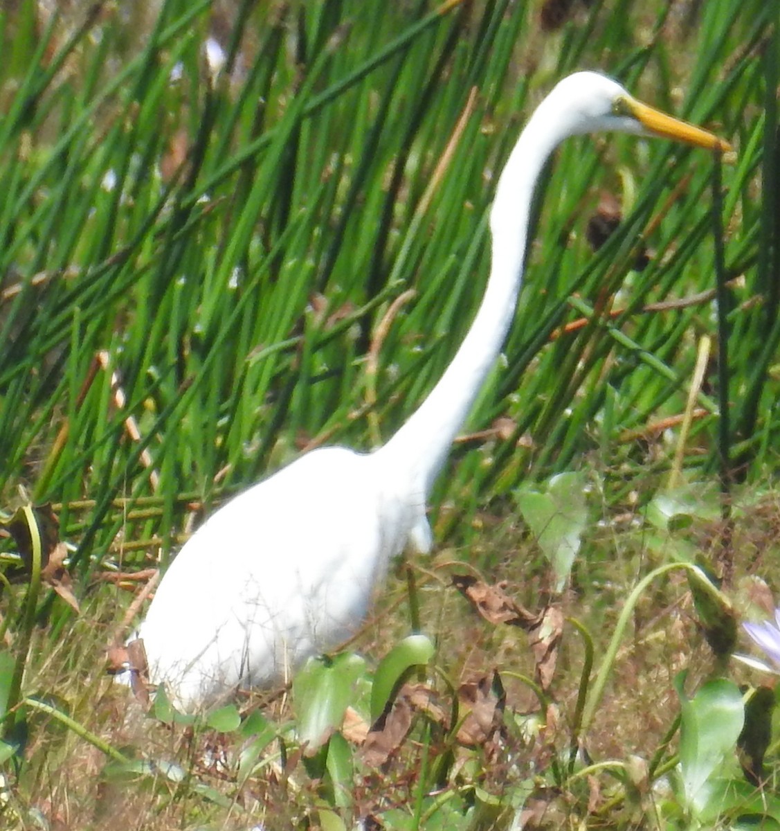 Intermediate Egret- - ML169578891