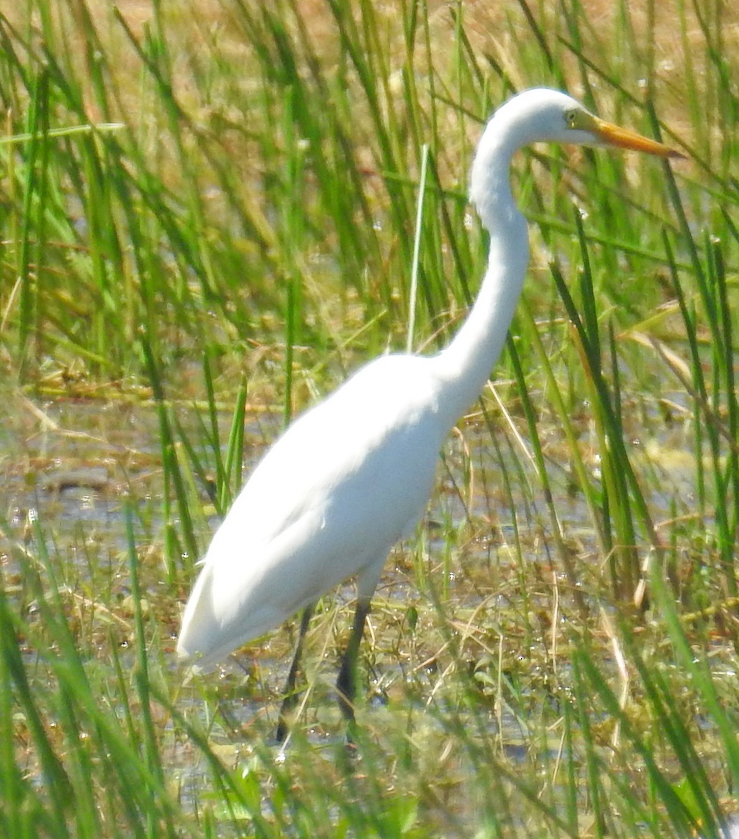 Intermediate Egret- - ML169578901