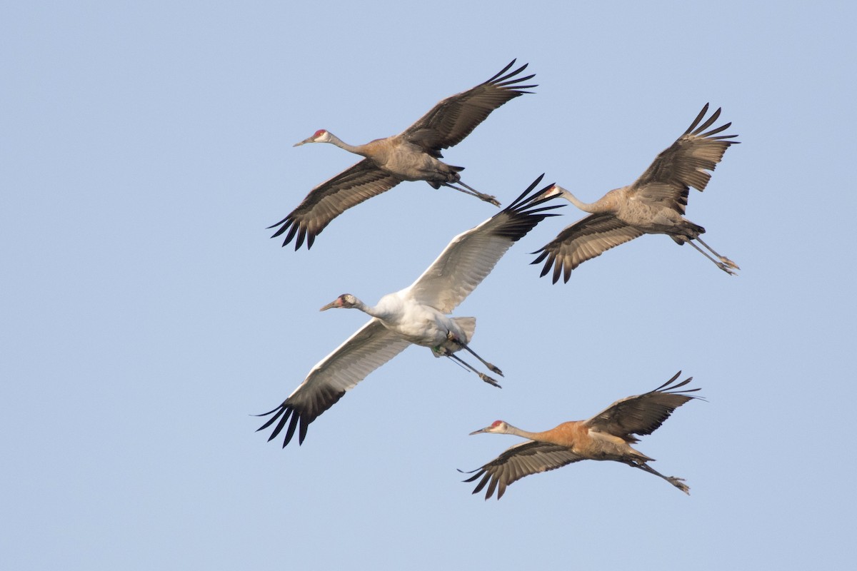 Whooping Crane - Michael Bowen