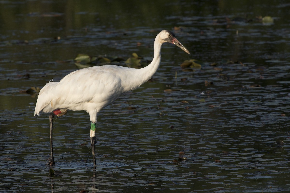 Whooping Crane - ML169579301