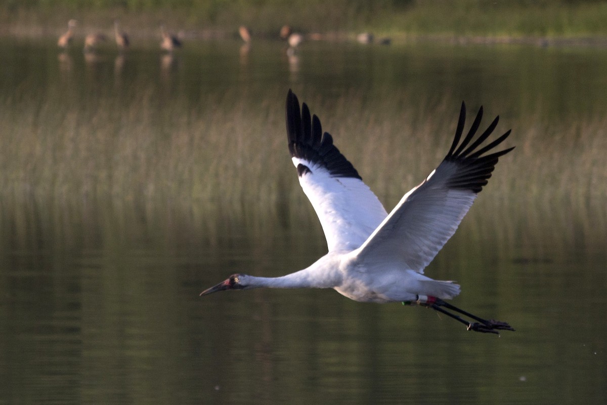 Whooping Crane - ML169579351