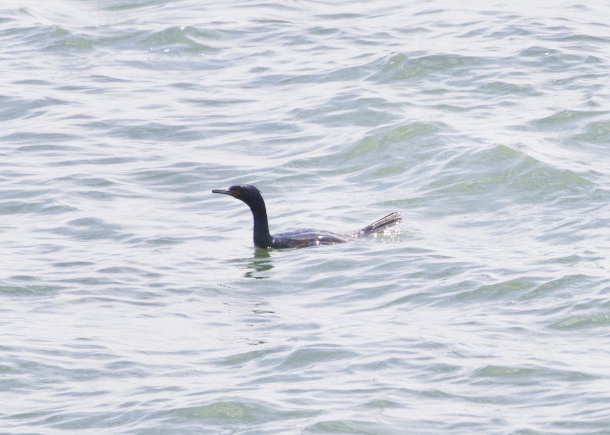 Pelagic Cormorant - ML169579961