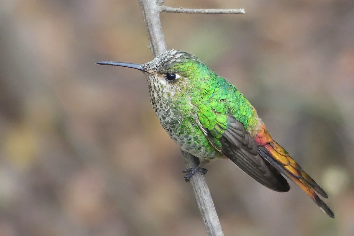 Red-tailed Comet - Jorge  Quiroga