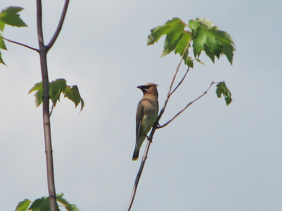 Cedar Waxwing - Chris Martone