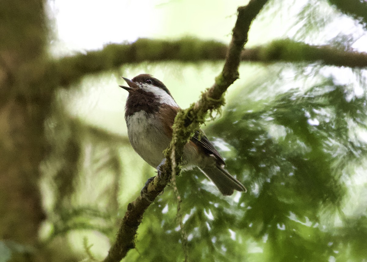 Chestnut-backed Chickadee - RJ Baltierra