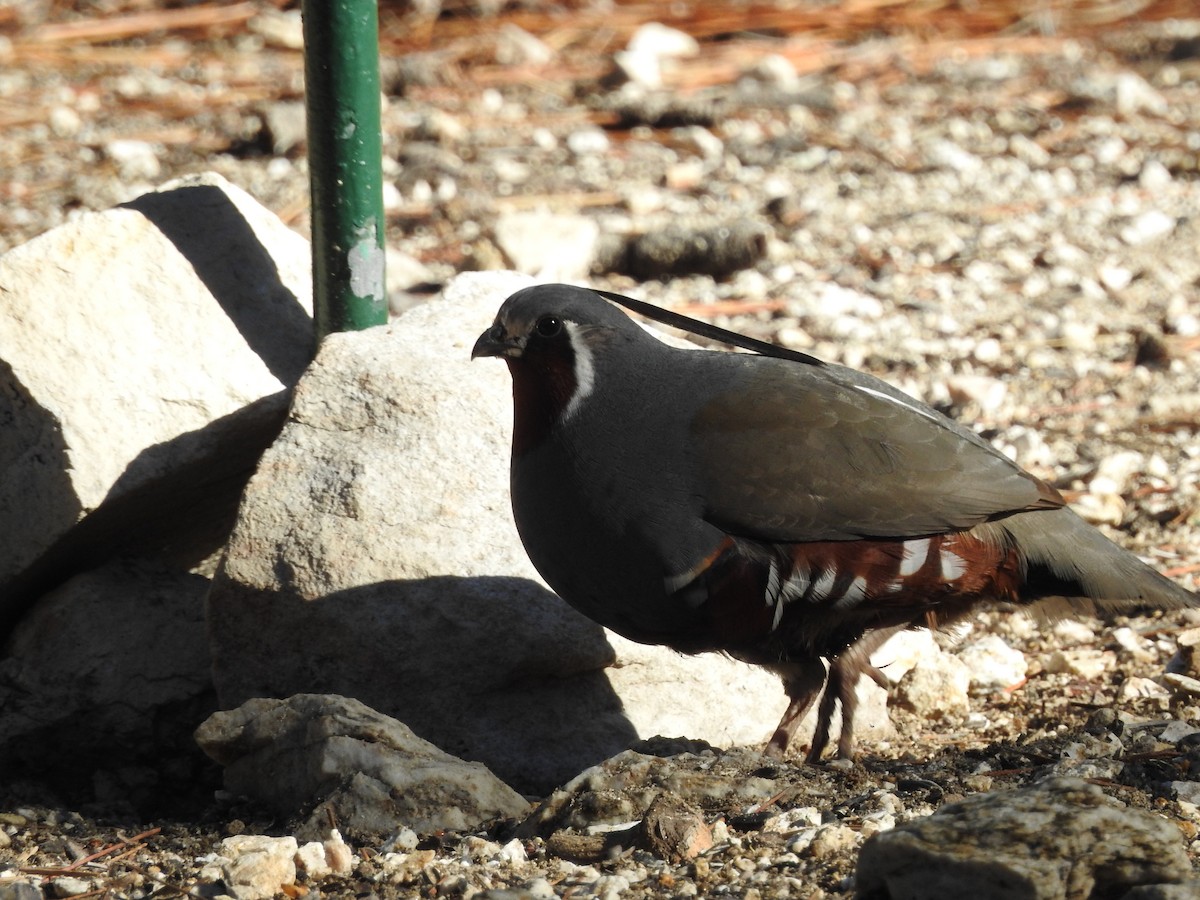 Mountain Quail - ML169582781