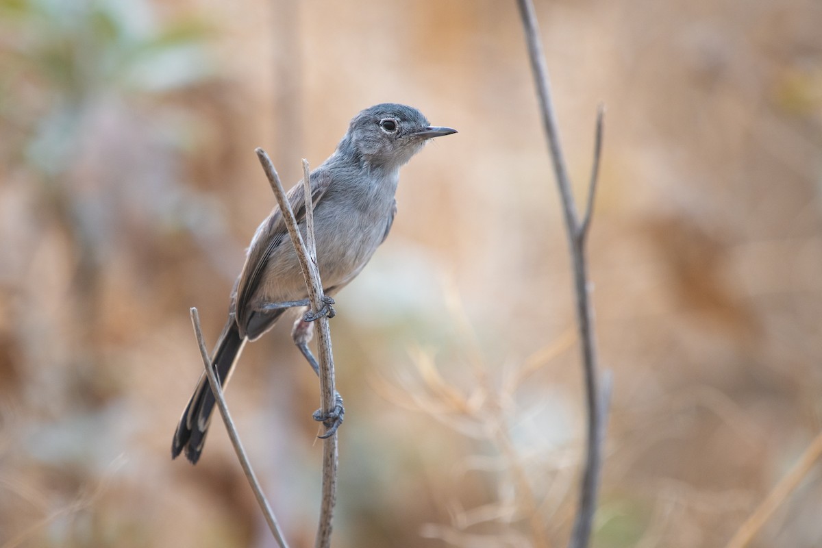 California Gnatcatcher - Adam Jackson