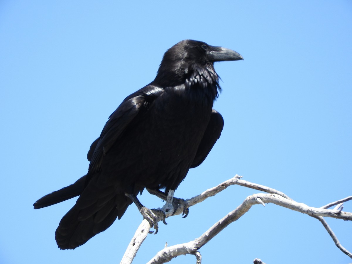 Common Raven - ML169585241