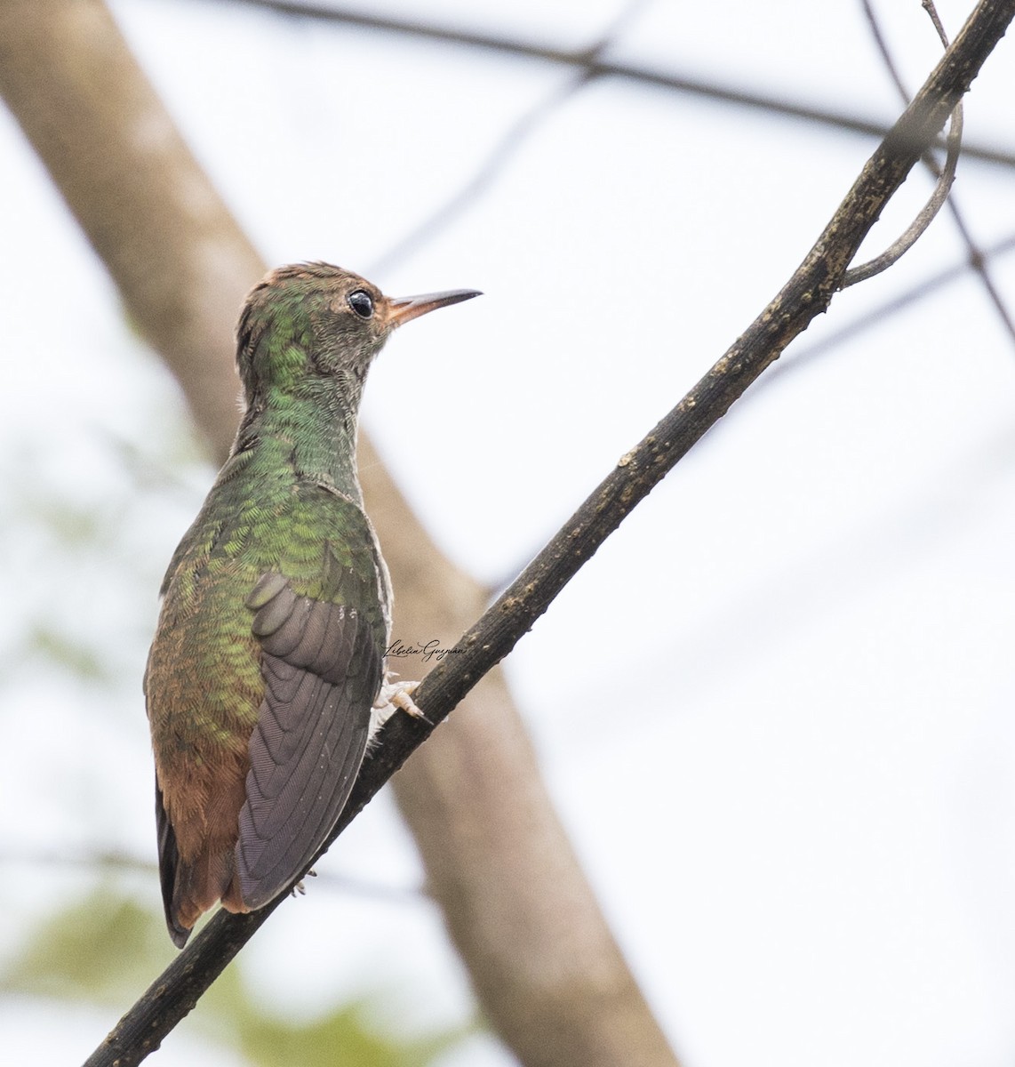 Rufous-tailed Hummingbird - ML169585891