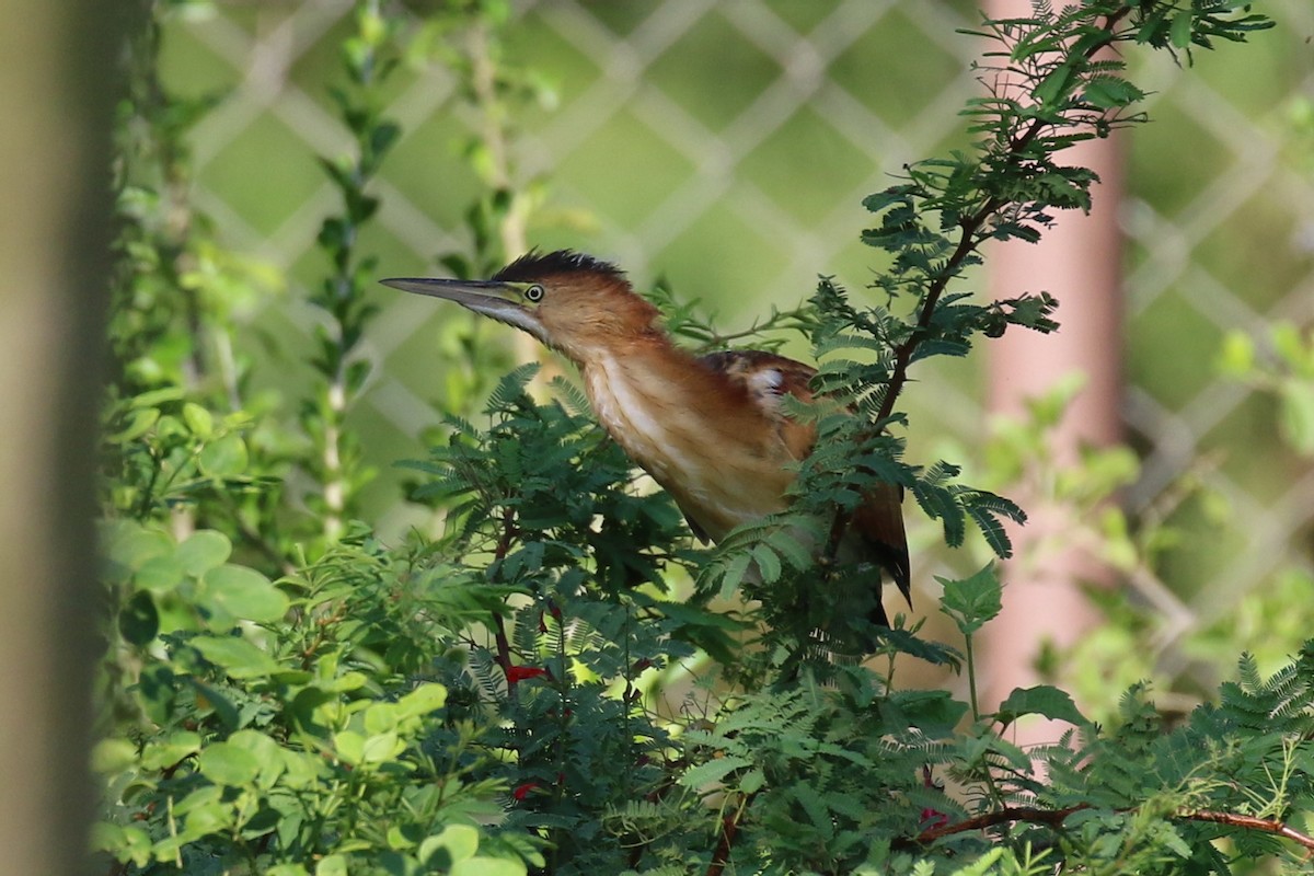 Least Bittern - Dan Jones