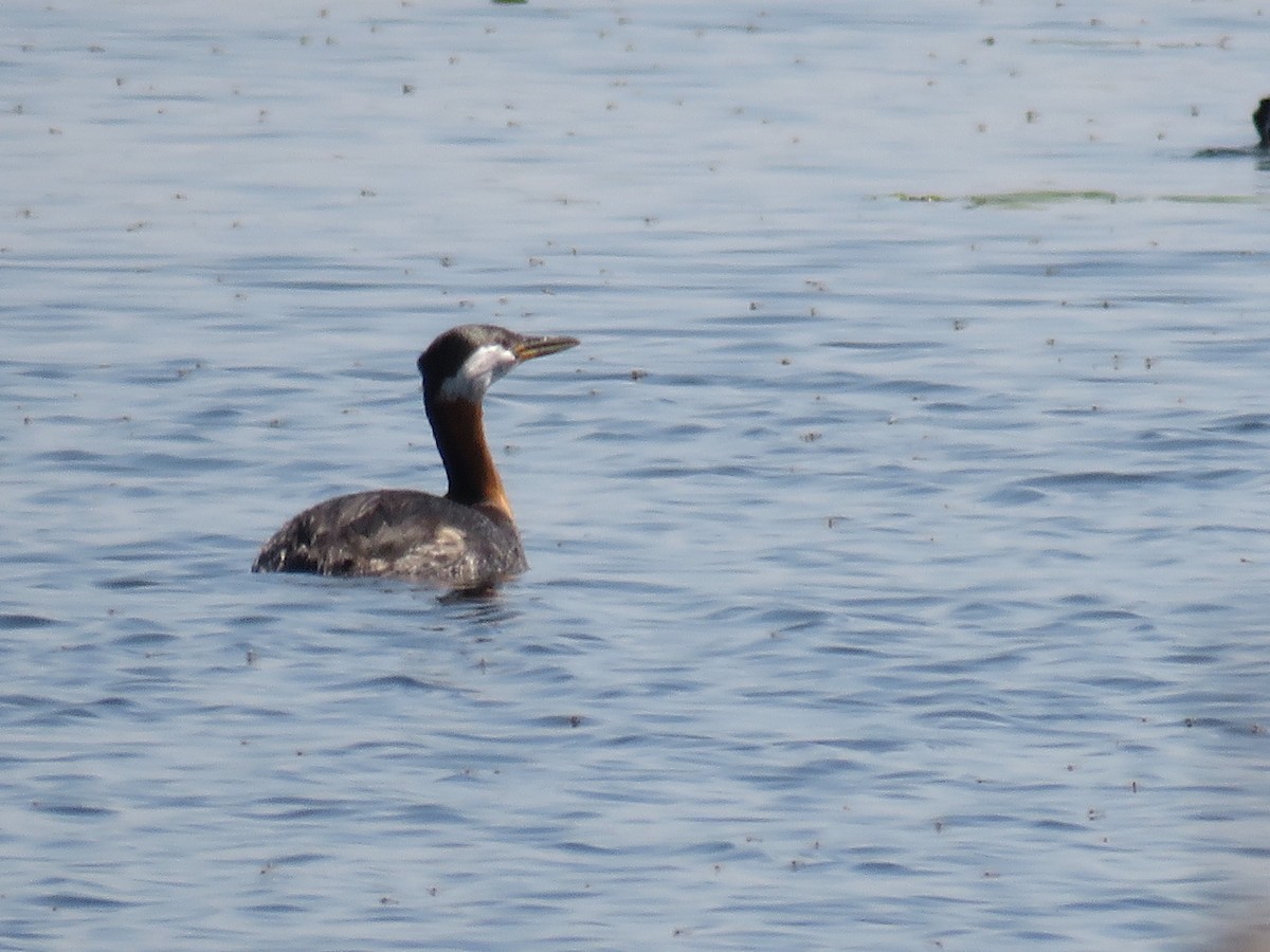 Red-necked Grebe - ML169587191