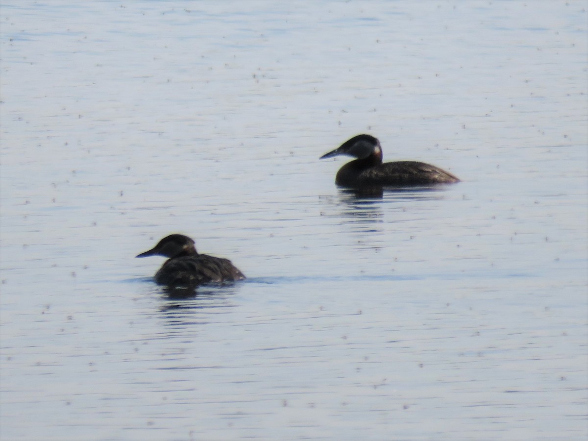 Red-necked Grebe - ML169587281