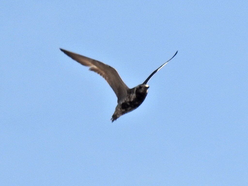 Pacific Golden-Plover - ML169587321